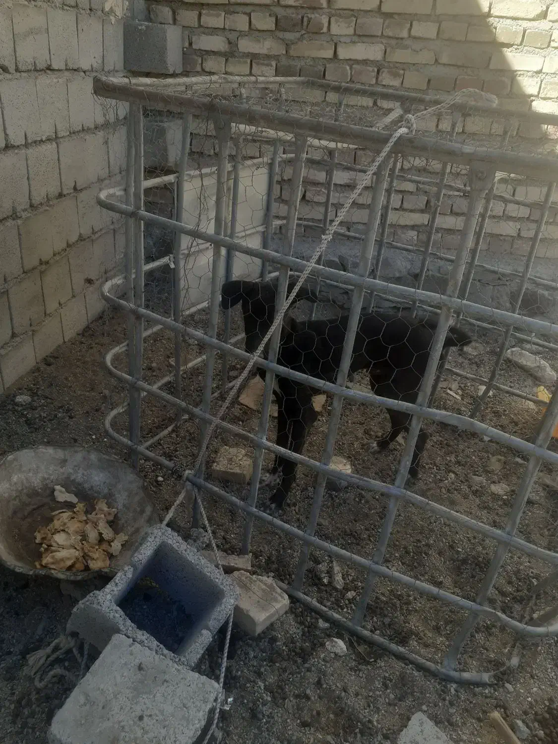 سگ سالم است خوب است برای نگهبان گوسفندان|سگ|سراوان, |دیوار