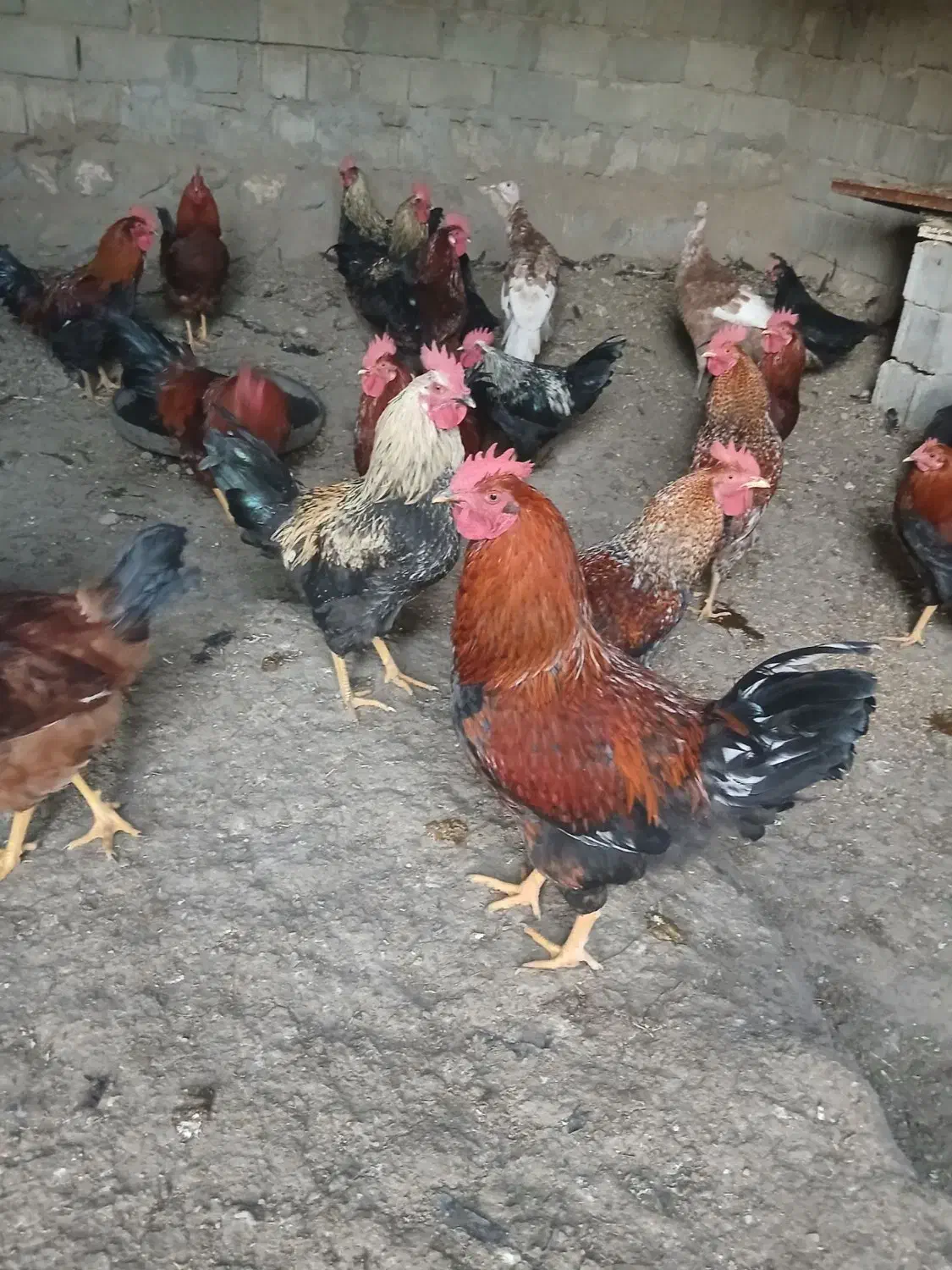 فروش خروس ارگانیک|حیوانات مزرعه|مشگین شهر, |دیوار