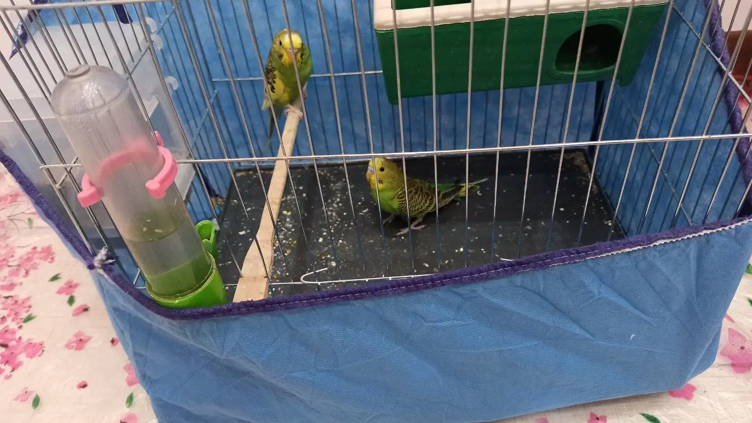 مرغ عشق|پرنده|تهران, شهرک استقلال|دیوار