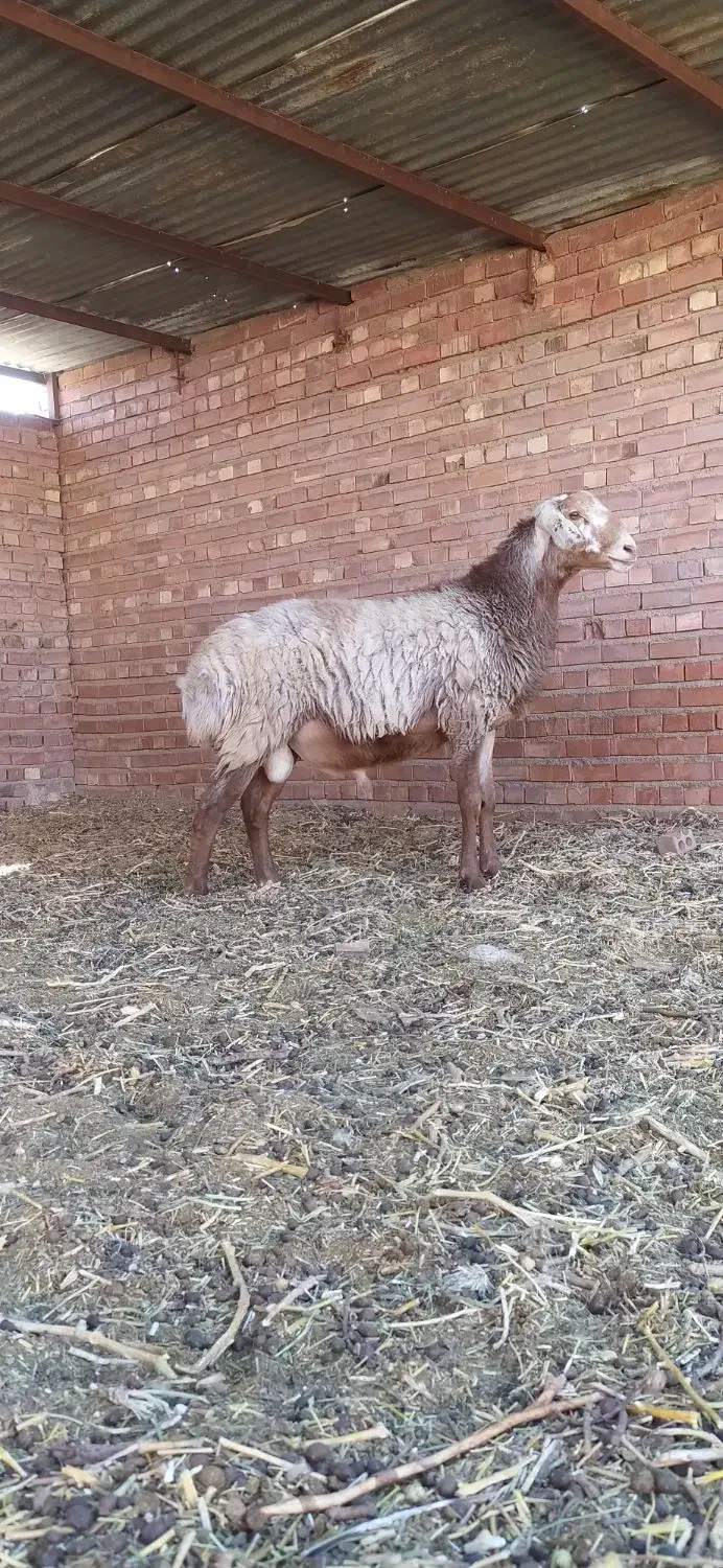 بره نر چینی اصیل قندوزی درشت و سالم|حیوانات مزرعه|کرمان, |دیوار