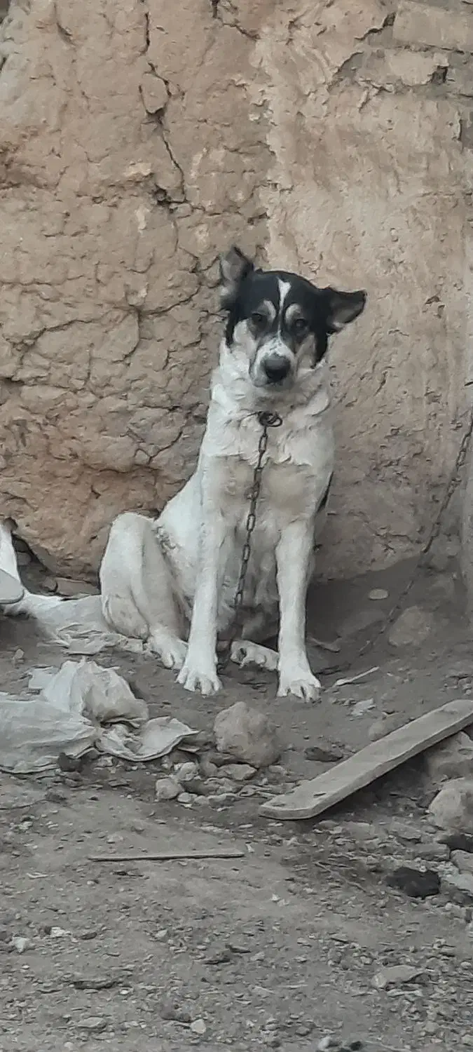 سگ لاس قدرجونی شکم پر فی مناسب|سگ|خمینیشهر, |دیوار