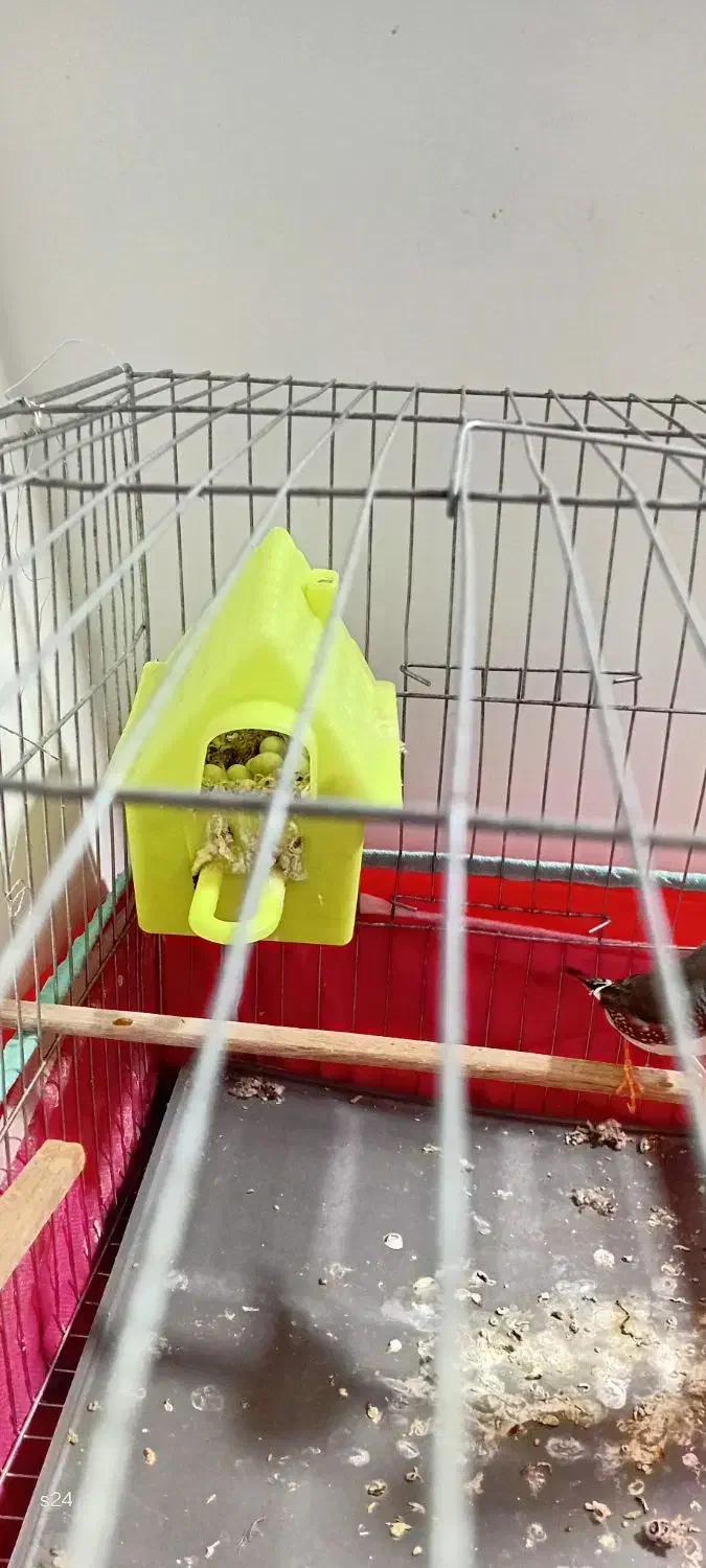 فنج نرباقفس|پرنده|یزد, |دیوار