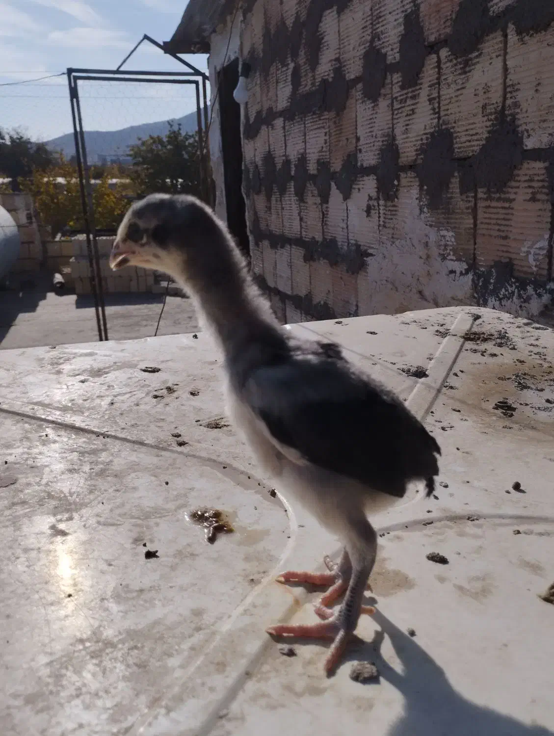 جوجه لاری(اوشامو افغان)|حیوانات مزرعه|طرقبه, |دیوار