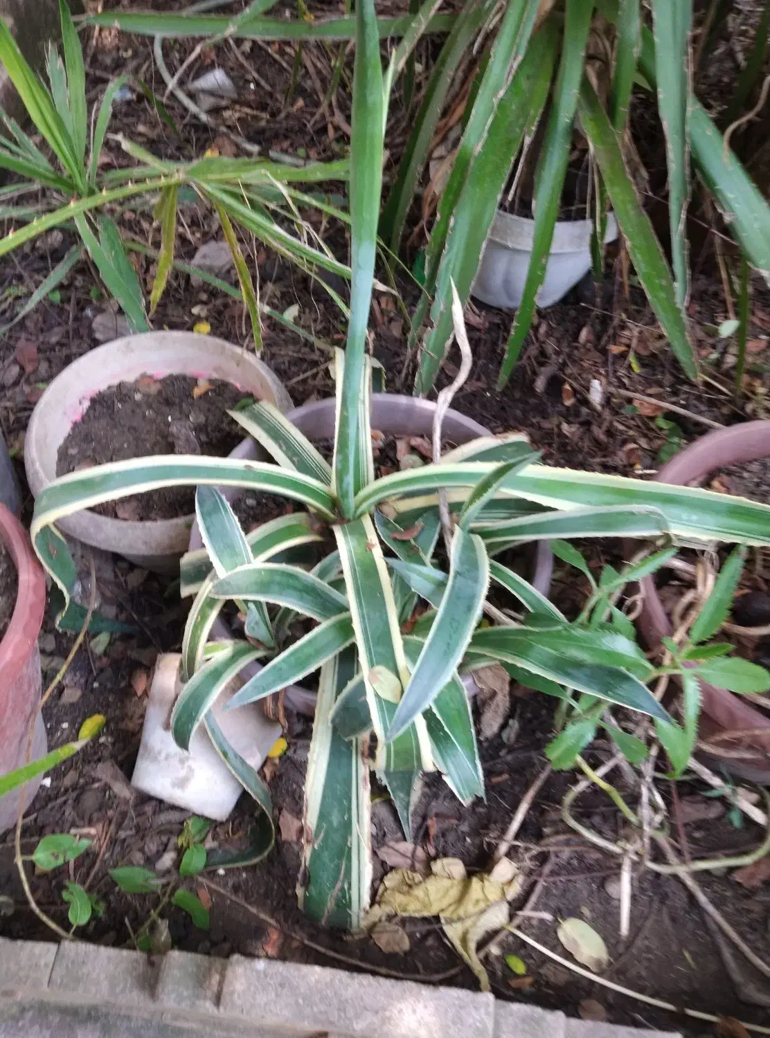 ۲تاباهم|حراج|نور, |دیوار