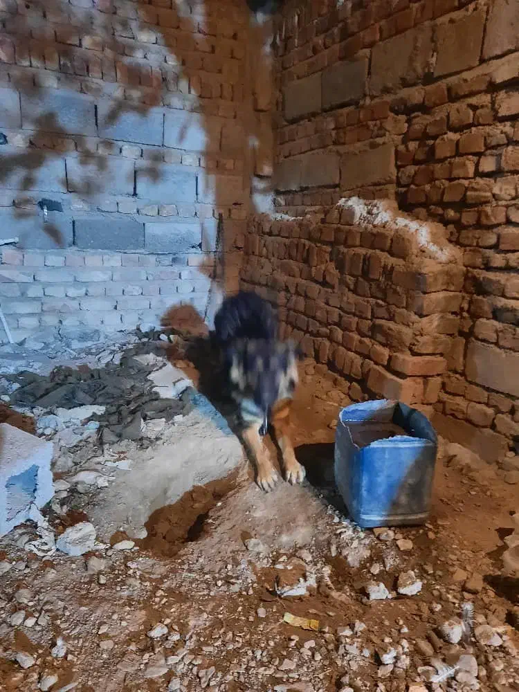 سگ ژرمن شپرد|سگ|خاش, |دیوار