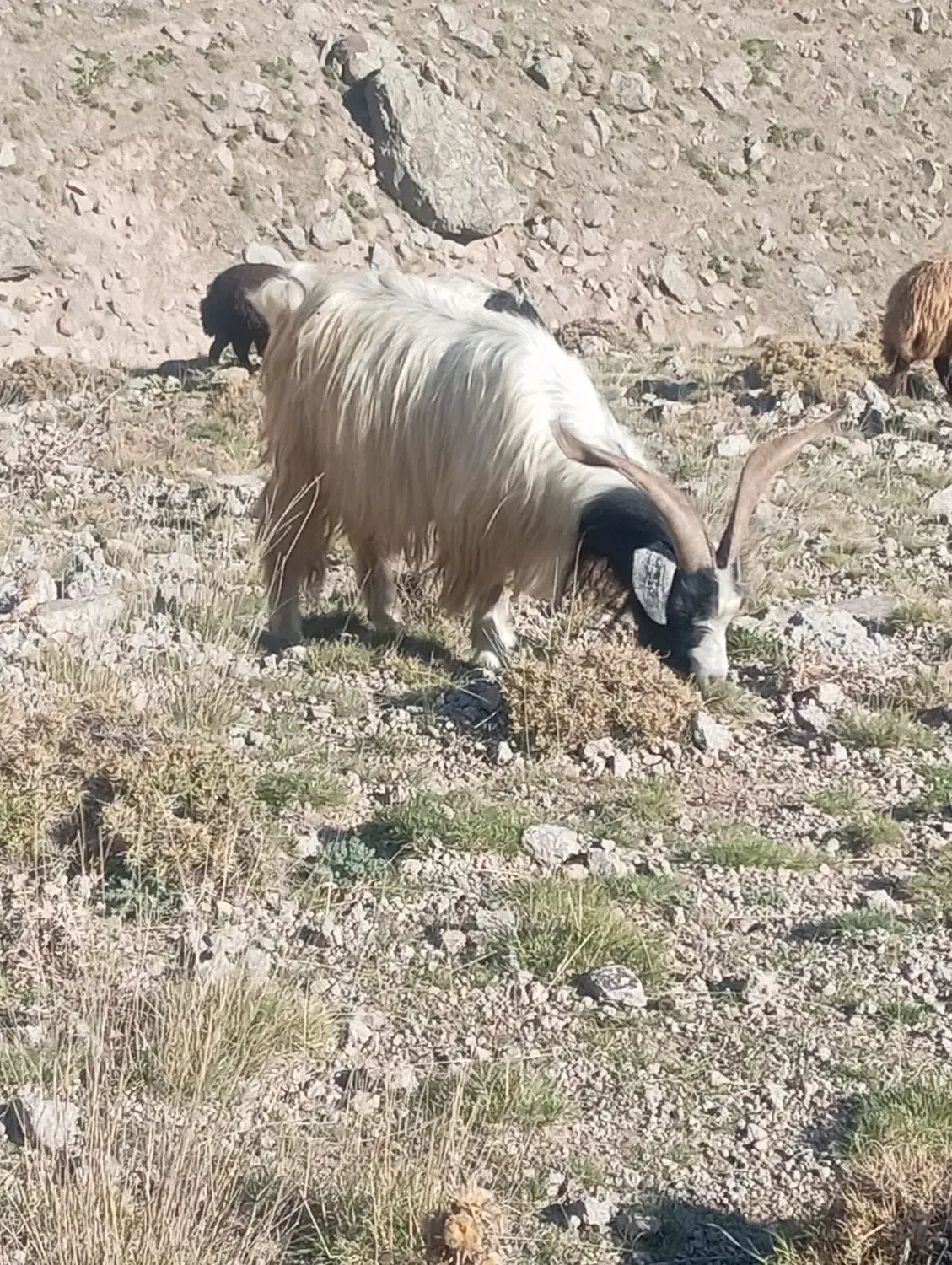 بز نر|حیوانات مزرعه|سبلان, |دیوار