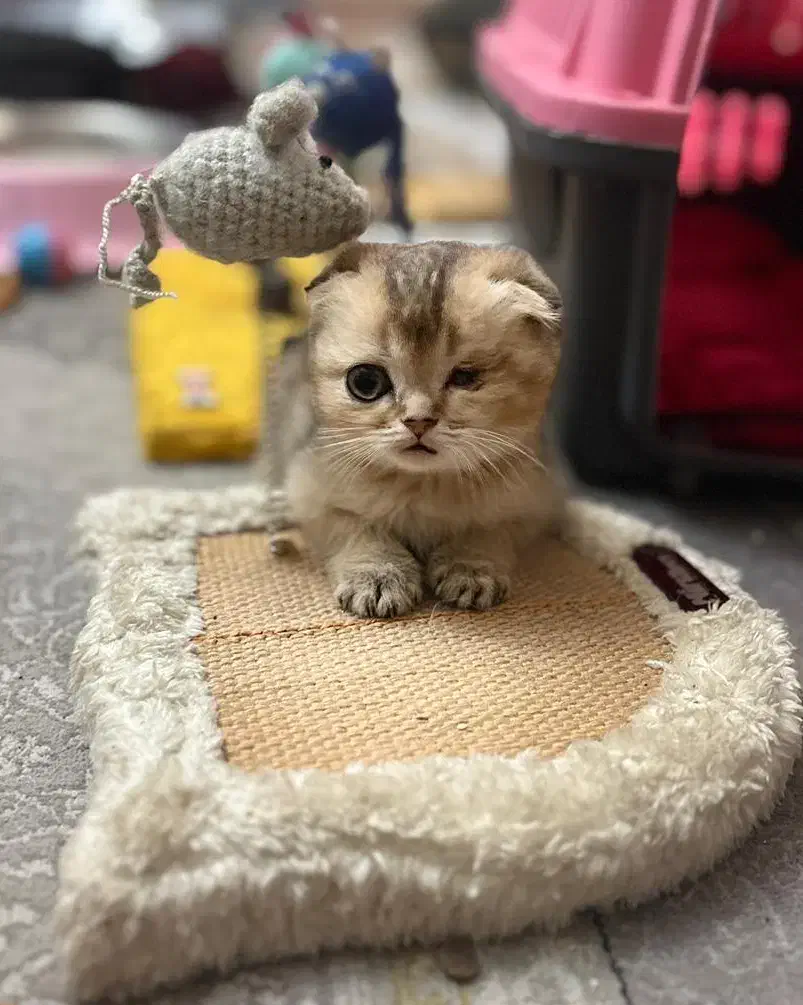 گربه اسکاتیش فولد و ny12 گلد|گربه|تهران, گلستان (شهرک راه آهن)|دیوار