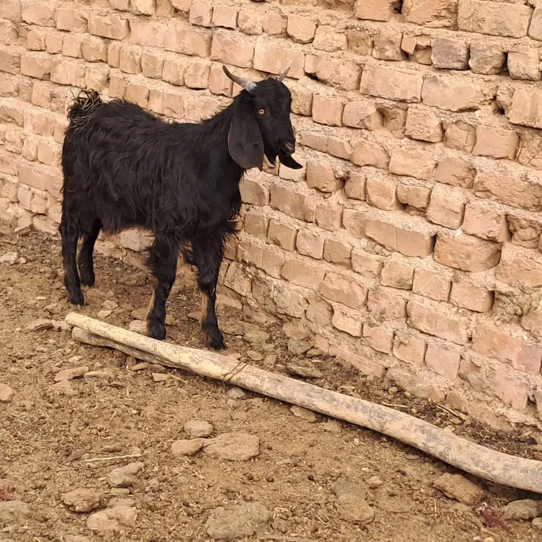 کهره و میش|حیوانات مزرعه|مرودشت, تخت جمشید|دیوار