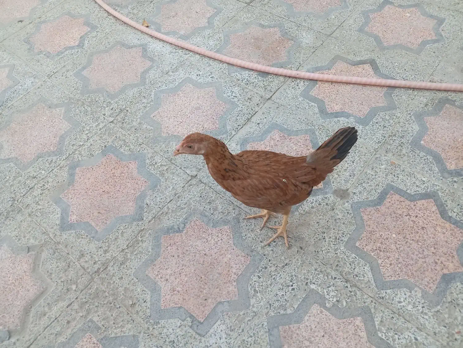 فروش مرغ وخروس وجوجه|حیوانات مزرعه|ایرانشهر, |دیوار