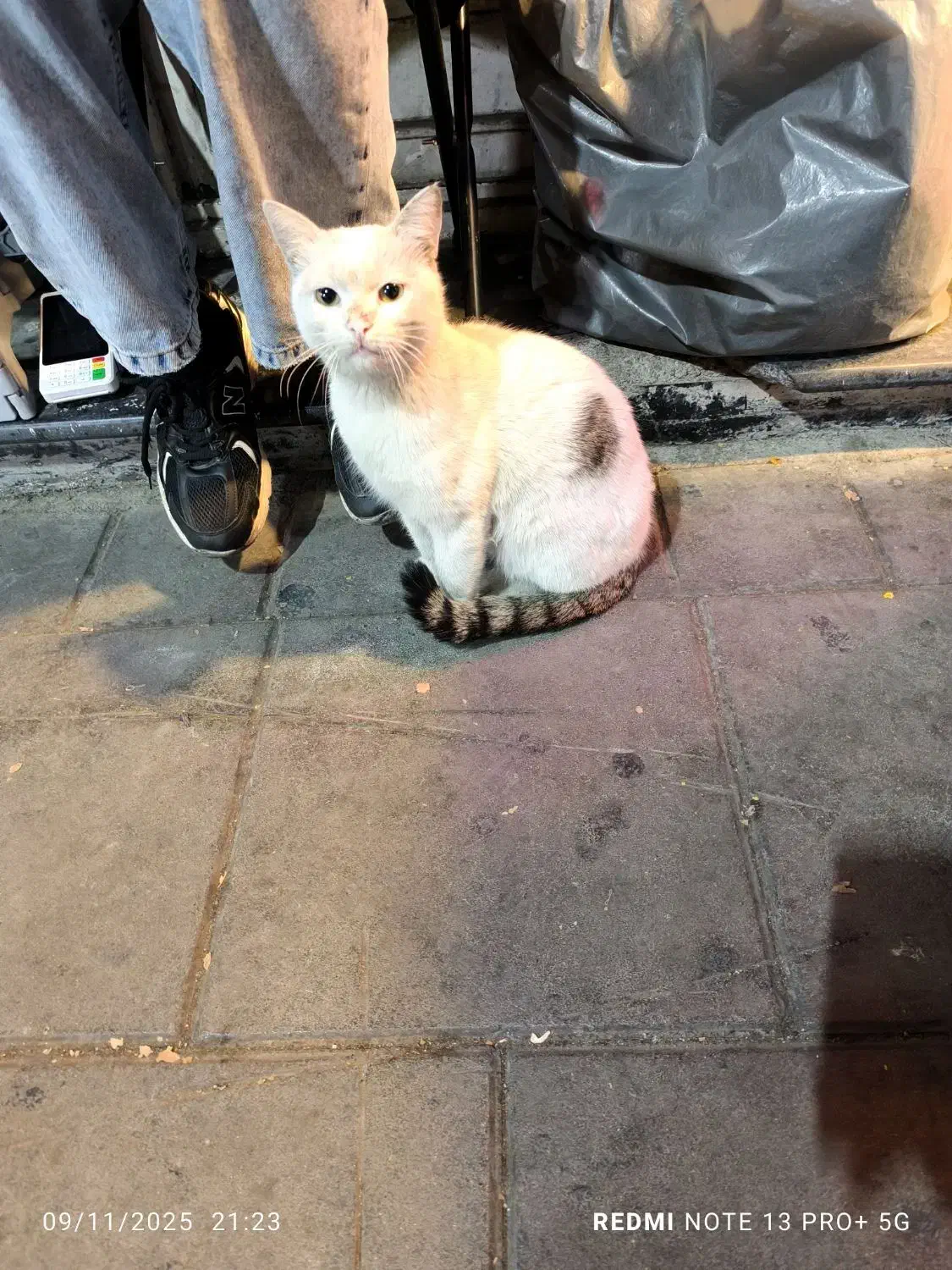 واگذاری گربه رایگان|گربه|فردیس, فردیس|دیوار