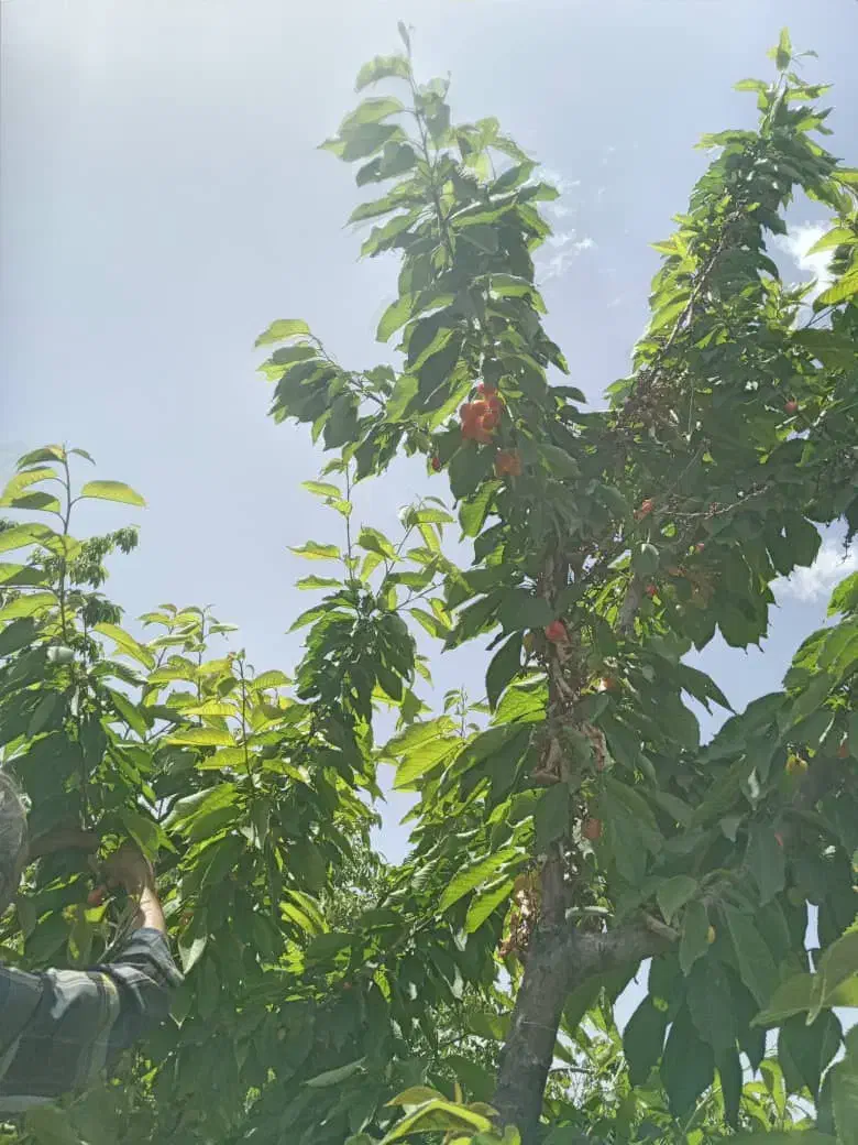 باغ میوه|فروش زمین و ملک کلنگی|خلجستان, |دیوار