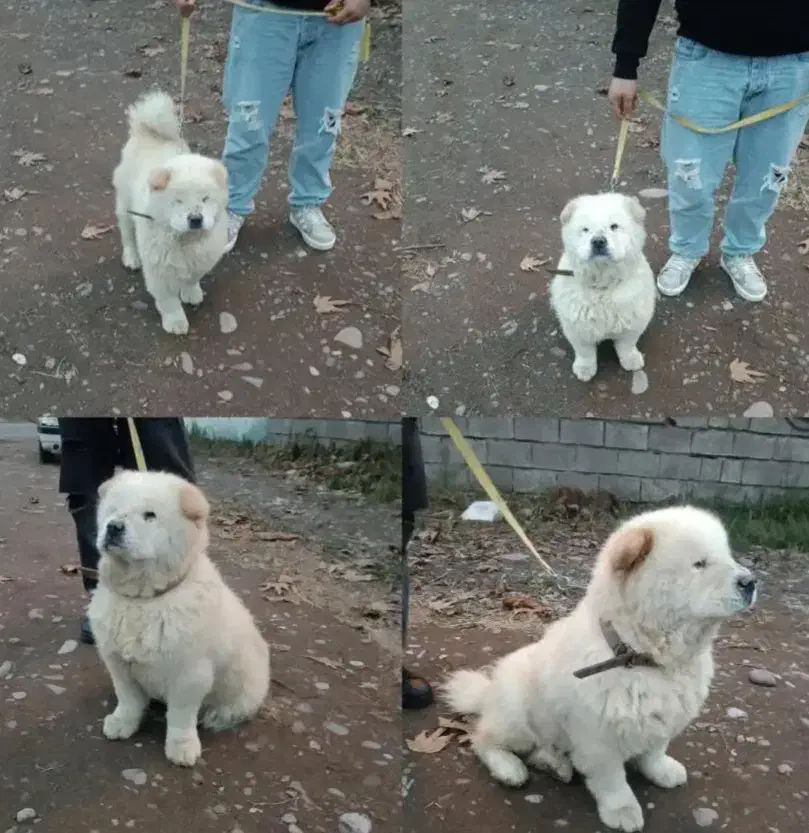 فروش سگ|سگ|لاهیجان, خالو باغ|دیوار