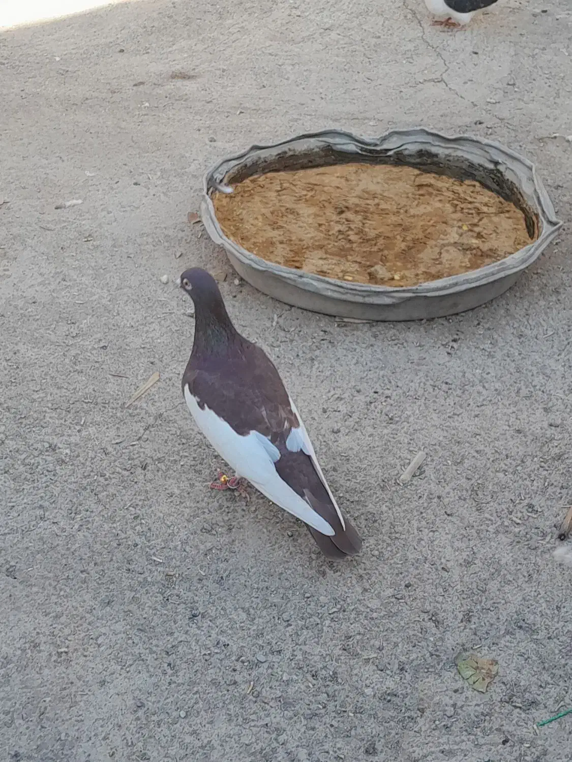 کفتر یهودی|پرنده|تربت‌حیدریه, پایانه مسافربری تربت حیدریه|دیوار