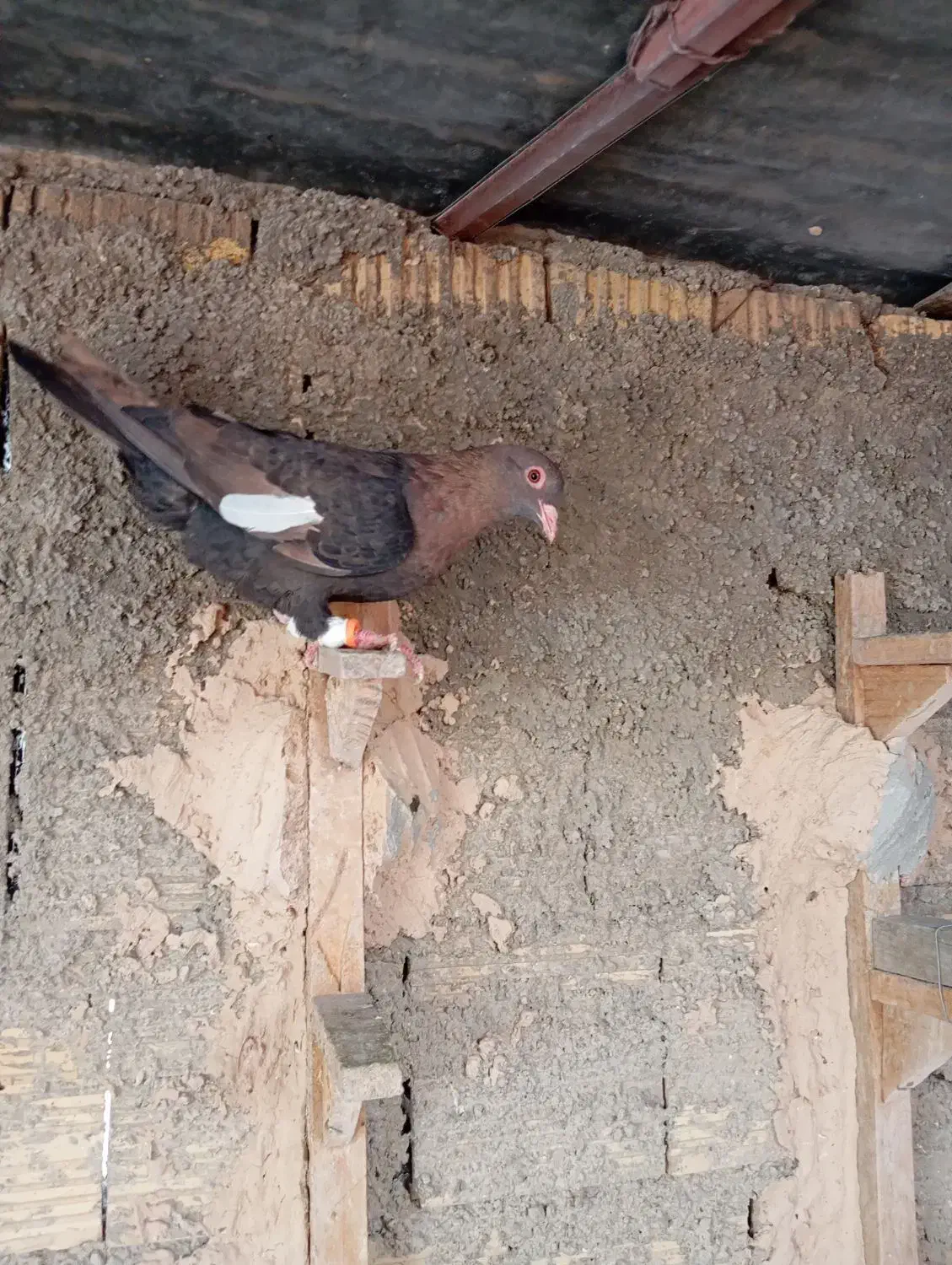 کفترسرک|پرنده|شیراز, کرونی(خاتونک)|دیوار