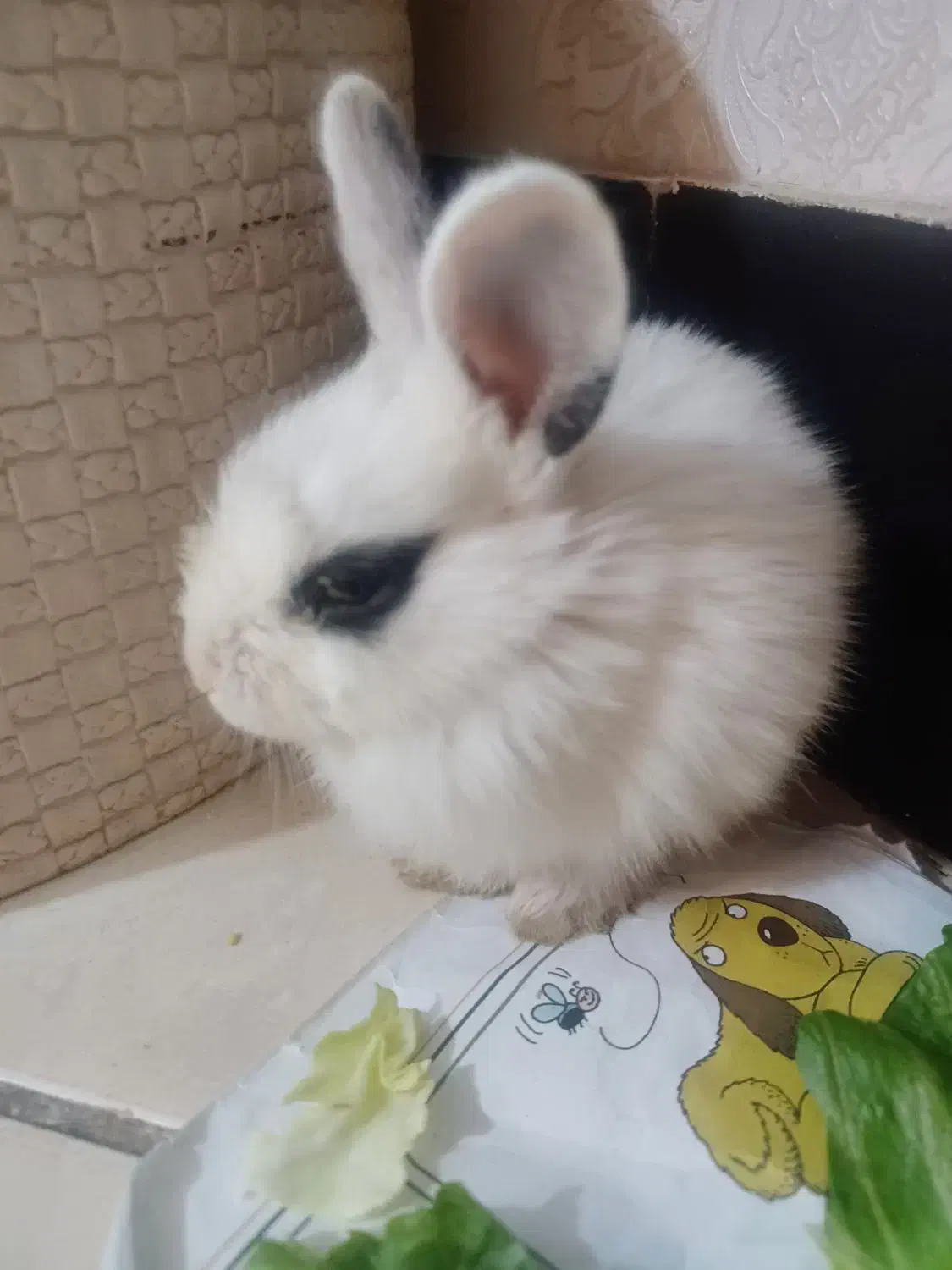 خرگوش باهوش کوچولو|موش و خرگوش|تهران, جیحون|دیوار