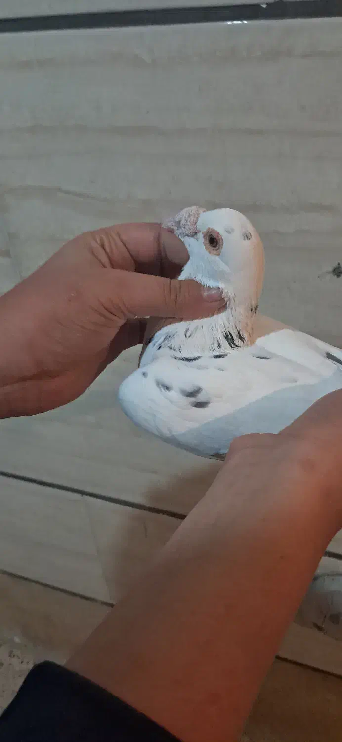 کبوتر هفت رنگ و پلاکی|پرنده|قزوین, |دیوار