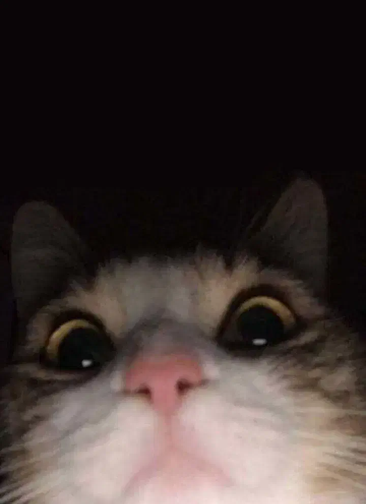 گربه به سرپرستی قبول میکنم رایگان باشه|گربه|همدان, |دیوار