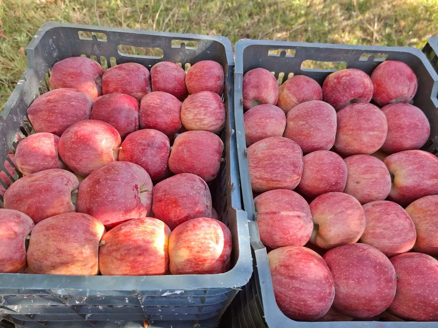 سیب قرمز فله|حراج|پیرانشهر, |دیوار