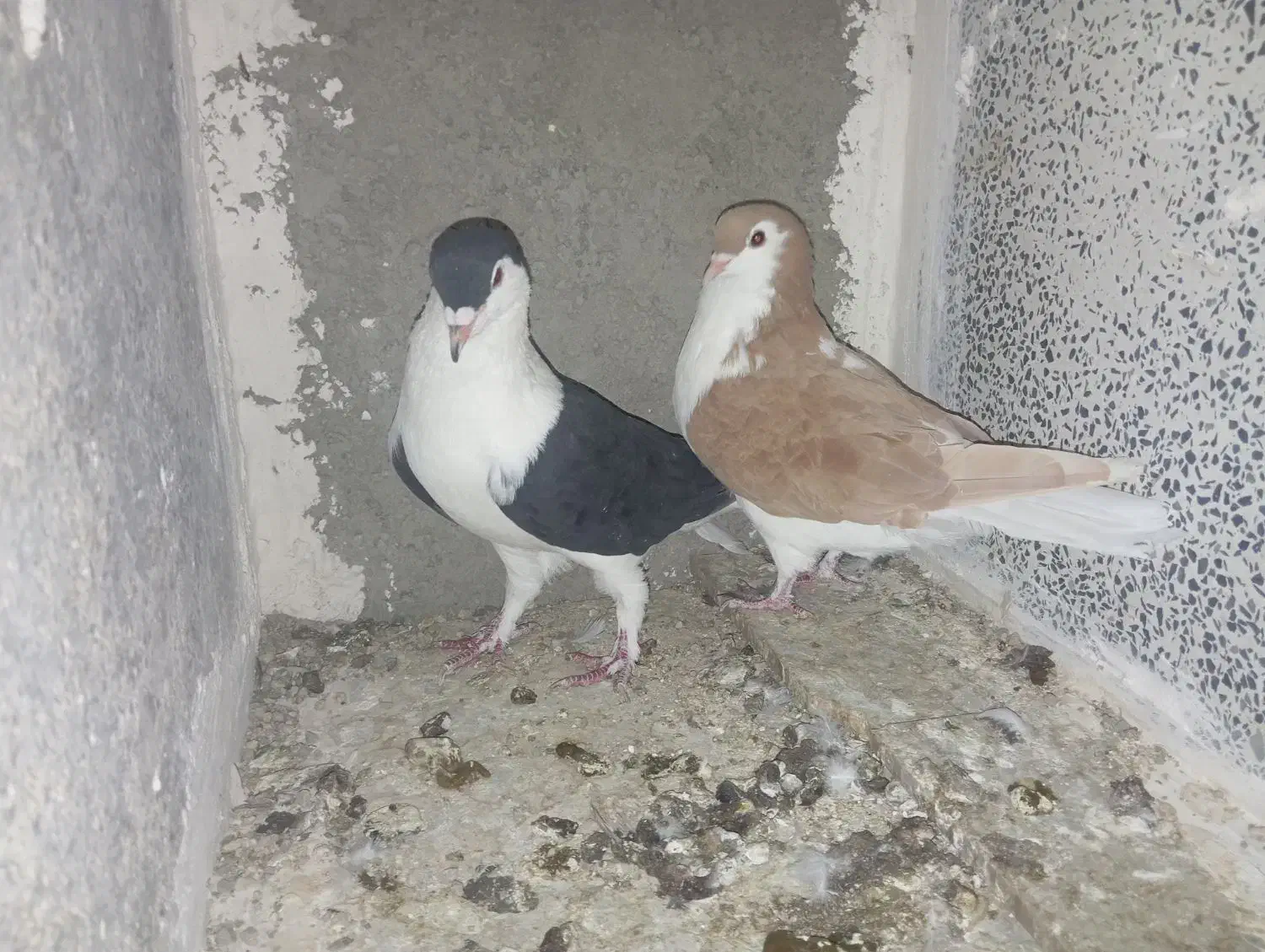 کبوتر|پرنده|ساوه, |دیوار