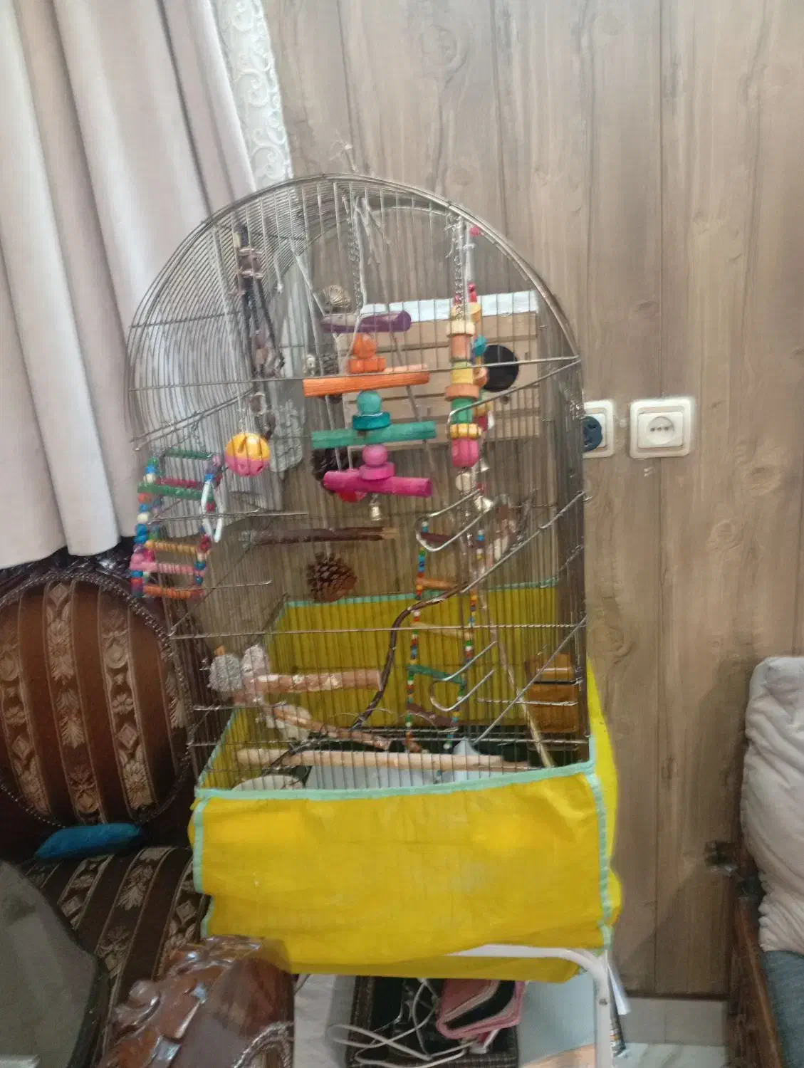 طوطی گیرینچیک|پرنده|تهران, فلاح|دیوار