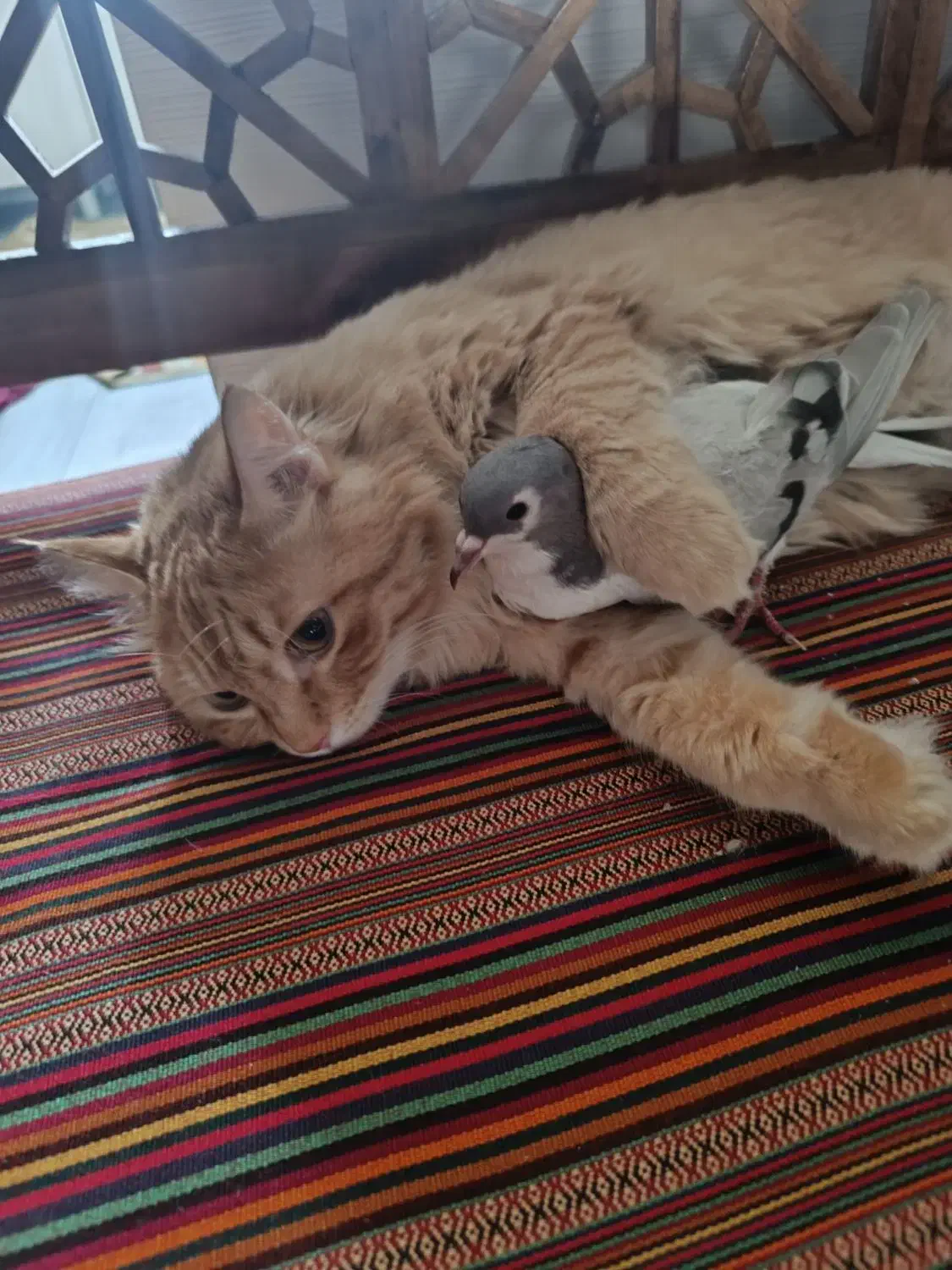 واگذاری گربه|گربه|تهران, پرستار|دیوار