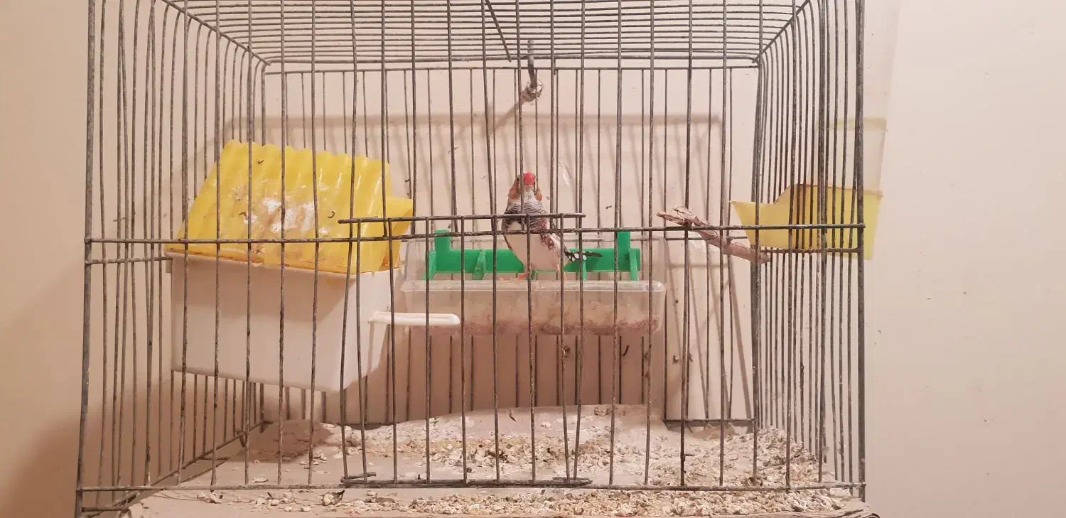 فنچ نر باقفس|پرنده|اهواز, کیانپارس |دیوار