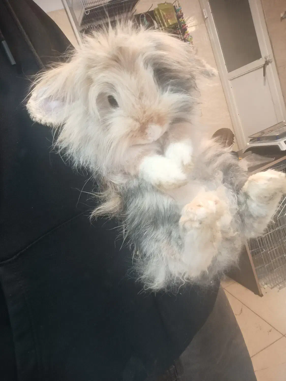 خرگوش لوپ زیر قیمت|موش و خرگوش|کرج, خرمدشت|دیوار