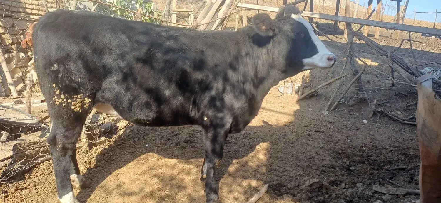 گاو تلیسه ابستن ۲راس|حیوانات مزرعه|دوزین, |دیوار