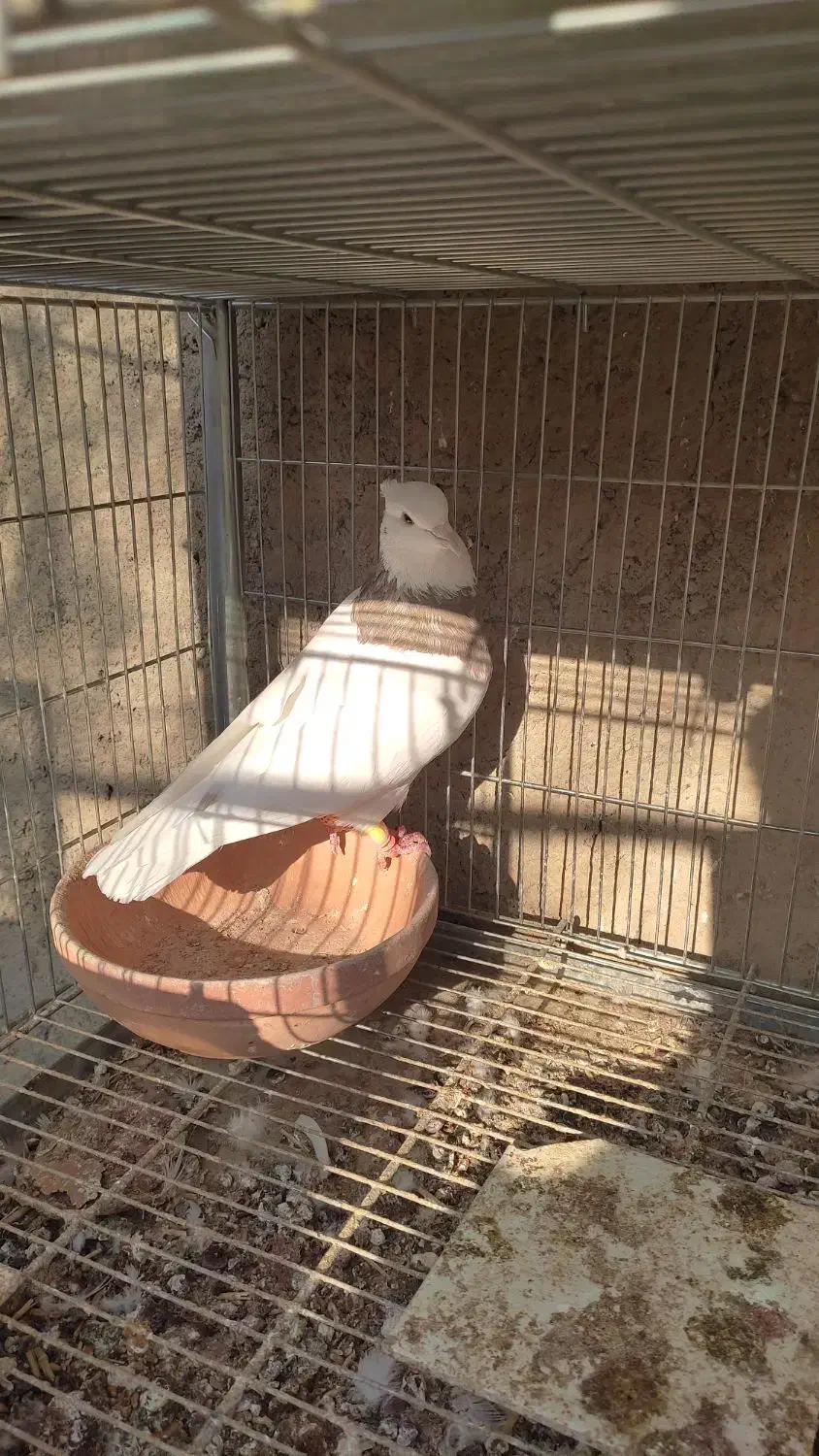 نراجری|پرنده|باغ بهادران, |دیوار