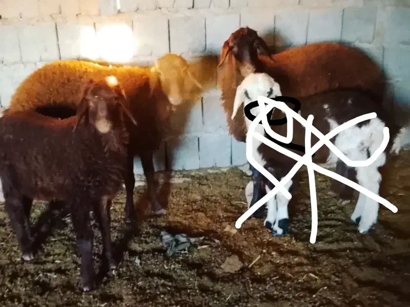 بره سالم|حیوانات مزرعه|تربت جام, جلگه موسی آباد|دیوار