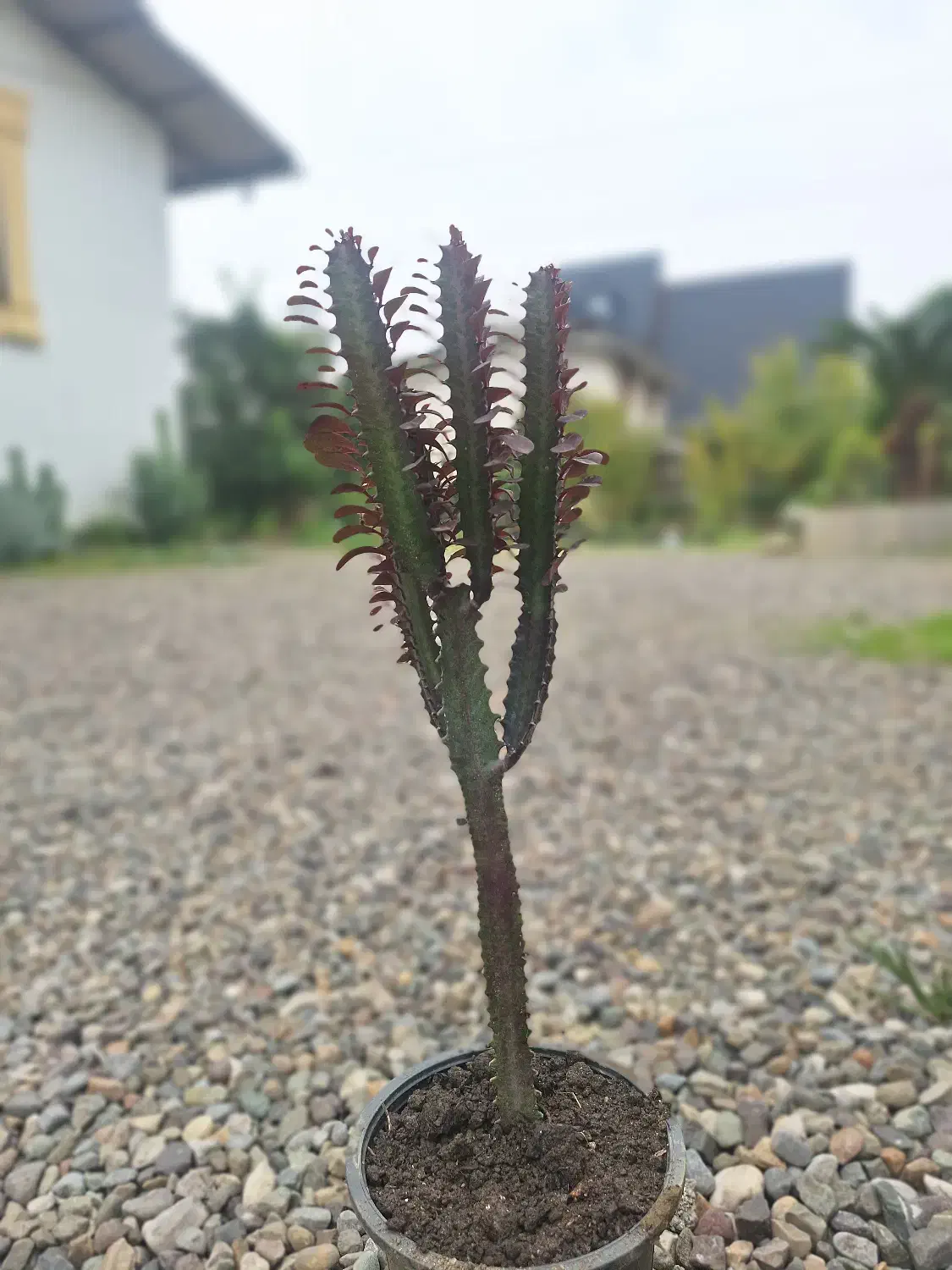 افوربیا قرمز|گل و گیاه طبیعی|شیرود, |دیوار