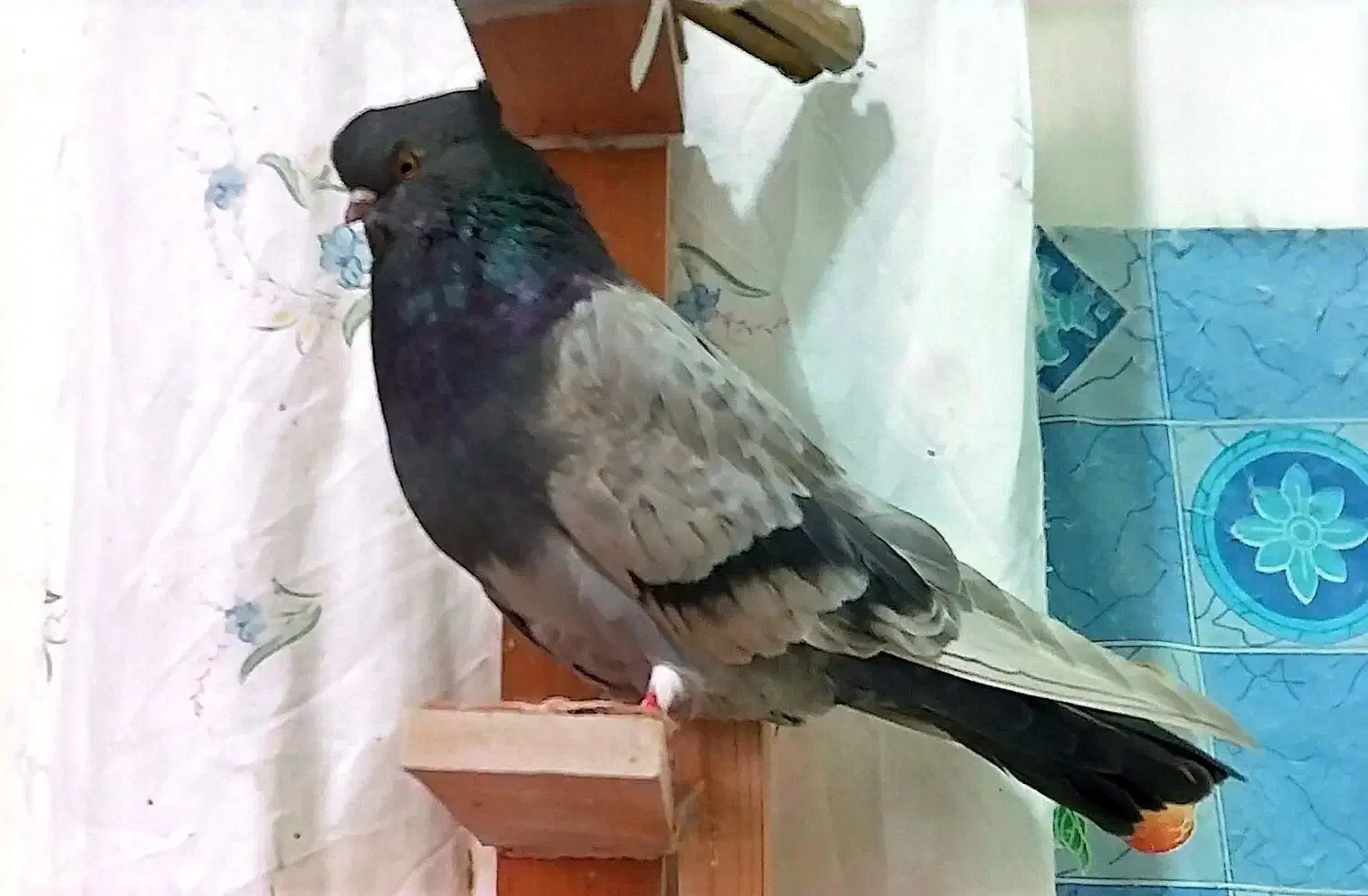 فروش یک جفت کبوتر|پرنده|تهران, سردارجنگل|دیوار