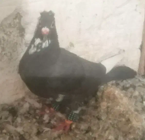 پلنگ|پرنده|ماهان, |دیوار