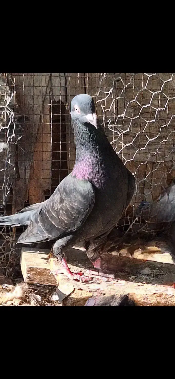 فروش 4عدد پلاکی سیاه در بندر دیر|پرنده|بندر دیر, |دیوار