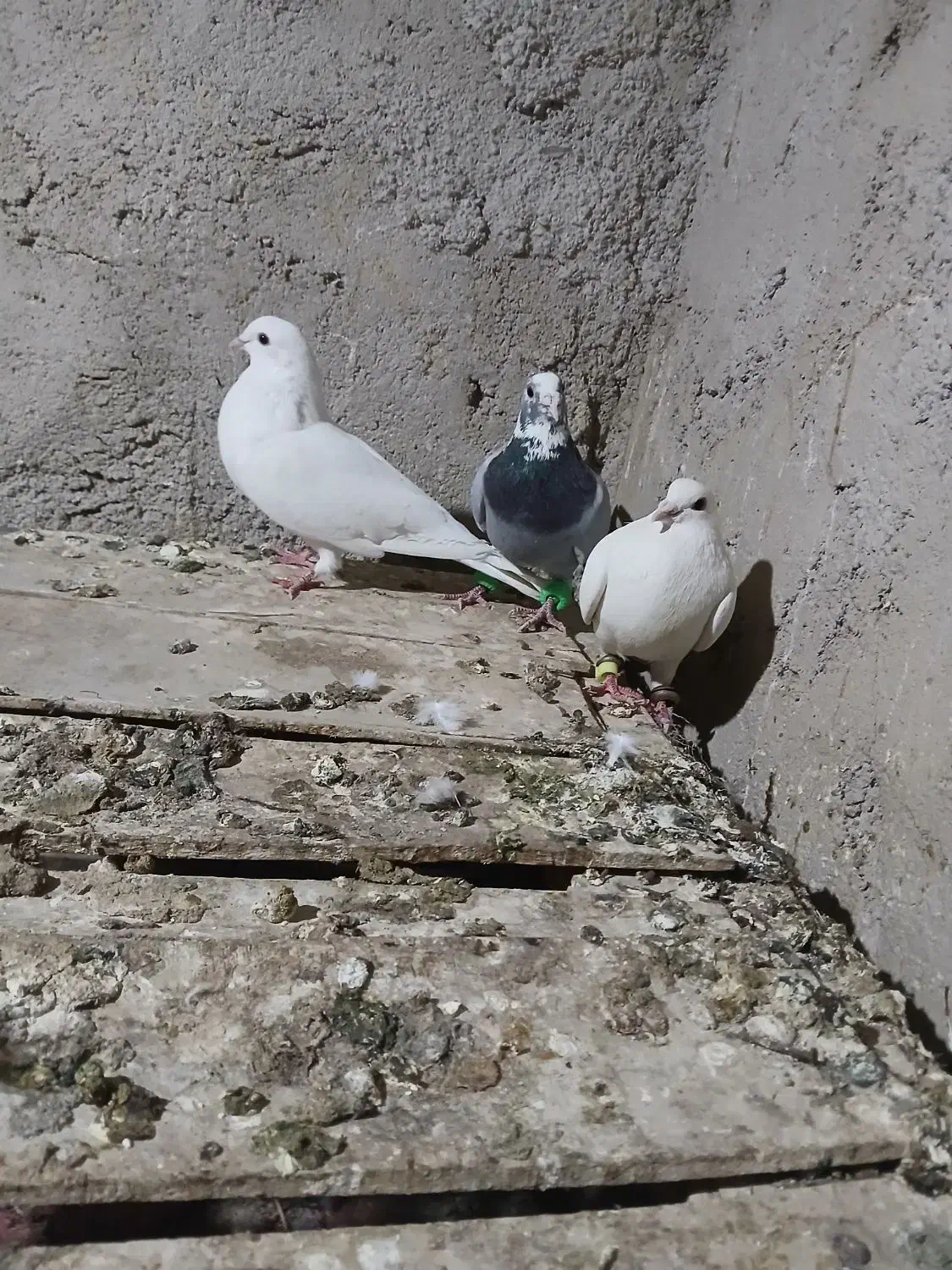 کبوتر|پرنده|سمیرم, |دیوار