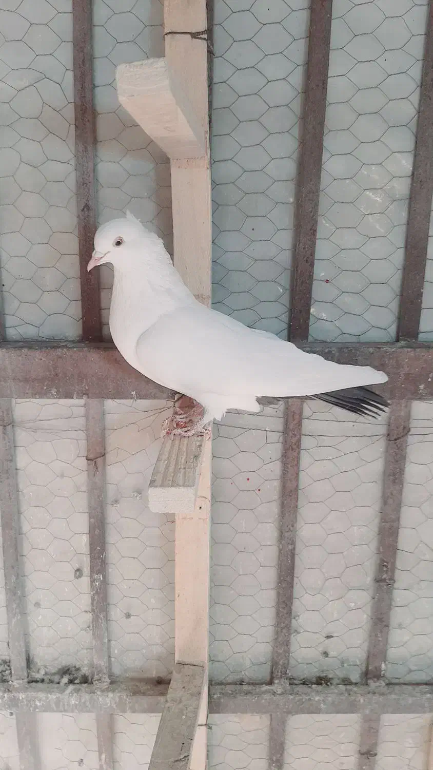 تعدادی کفتر ماده خوشگل|پرنده|کرمان, |دیوار