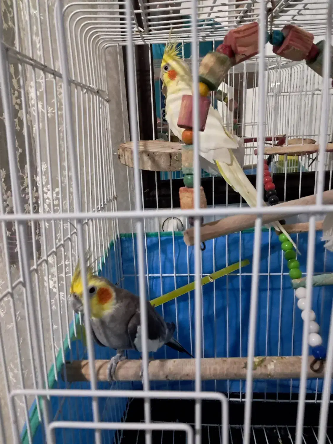 دو عدد عروس هلندی|پرنده|رشت, لاکانی|دیوار