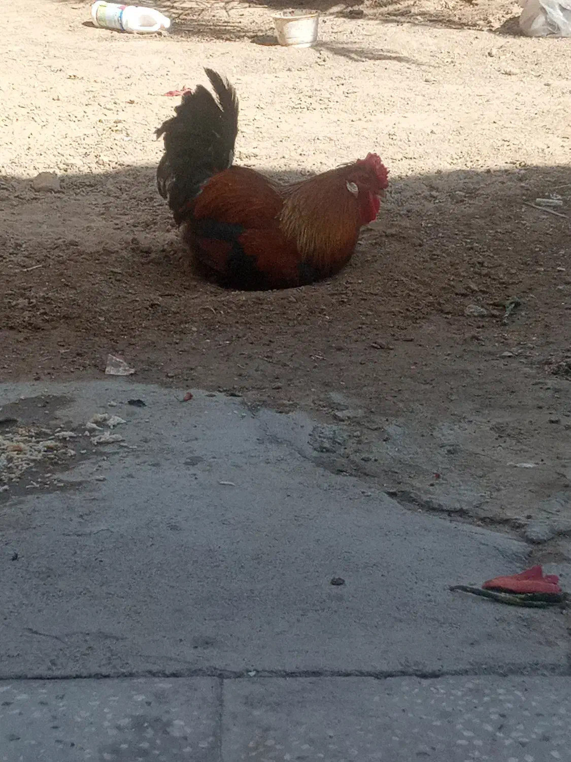 خروس|حیوانات مزرعه|خرمشهر, |دیوار