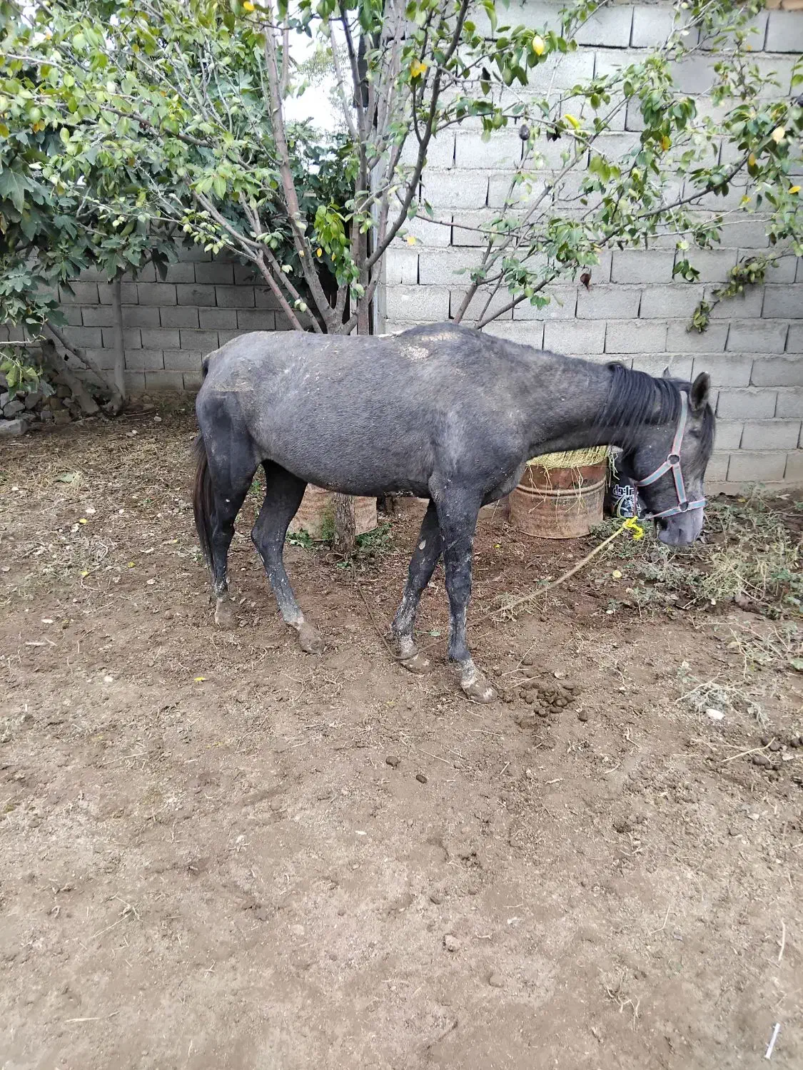 اسب مادیان|اسب و تجهیزات اسب‌سواری|فراغی, |دیوار