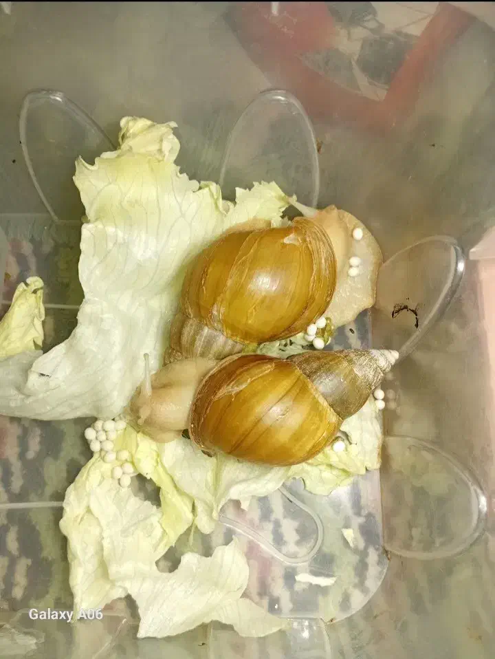 حلزون آلبینو آچاتینا|خزنده|فردیس, داوری|دیوار