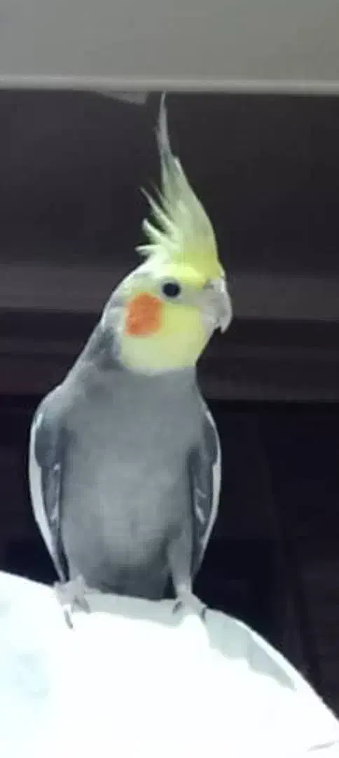 گمشدن عروس هلندی|حیوانات|گرگان, |دیوار