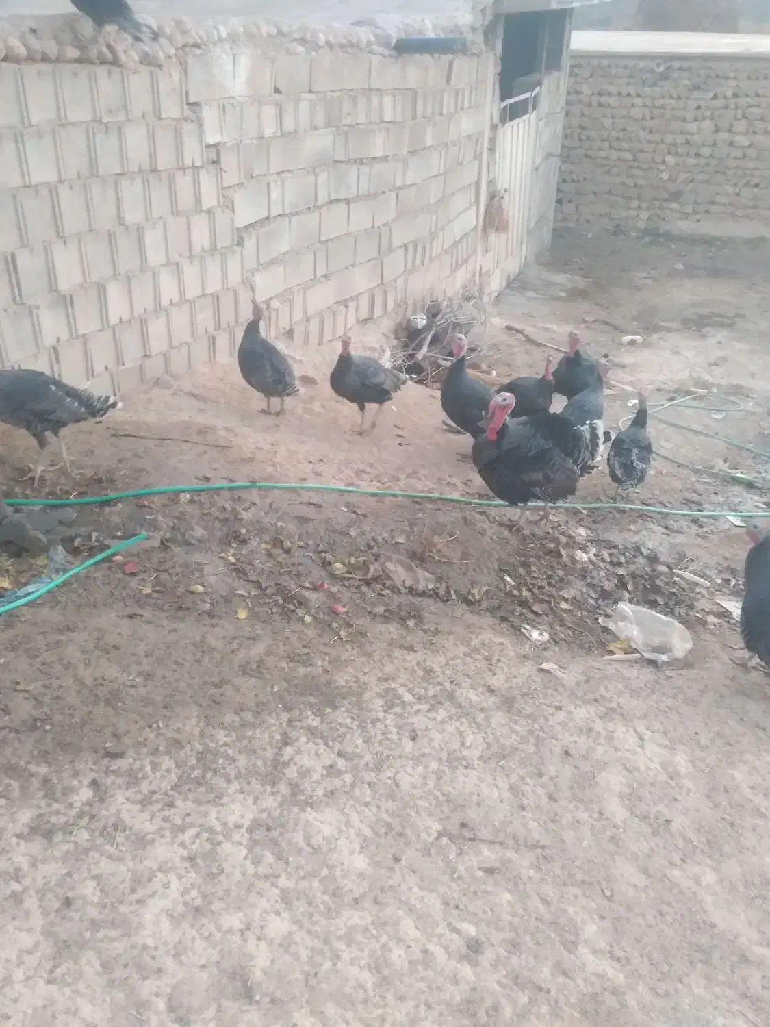 بوقلمون|حیوانات مزرعه|لردگان, |دیوار