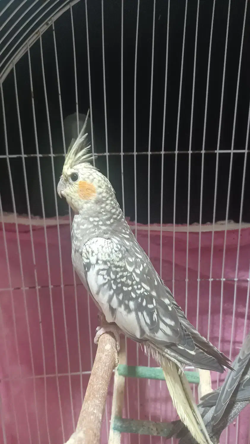 فروش عروس هلندی|پرنده|خشکبیجار, |دیوار