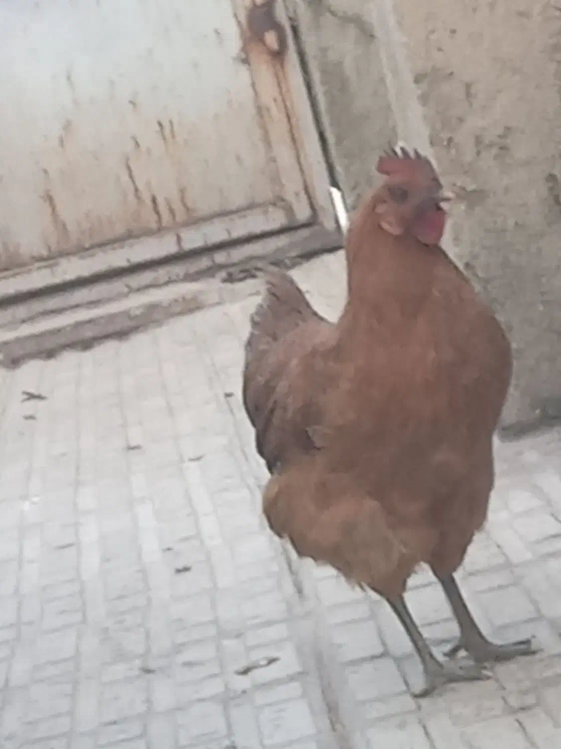 ۱۵ تا مرغ با ۳ عدد خروس|حیوانات مزرعه|ایوان, |دیوار