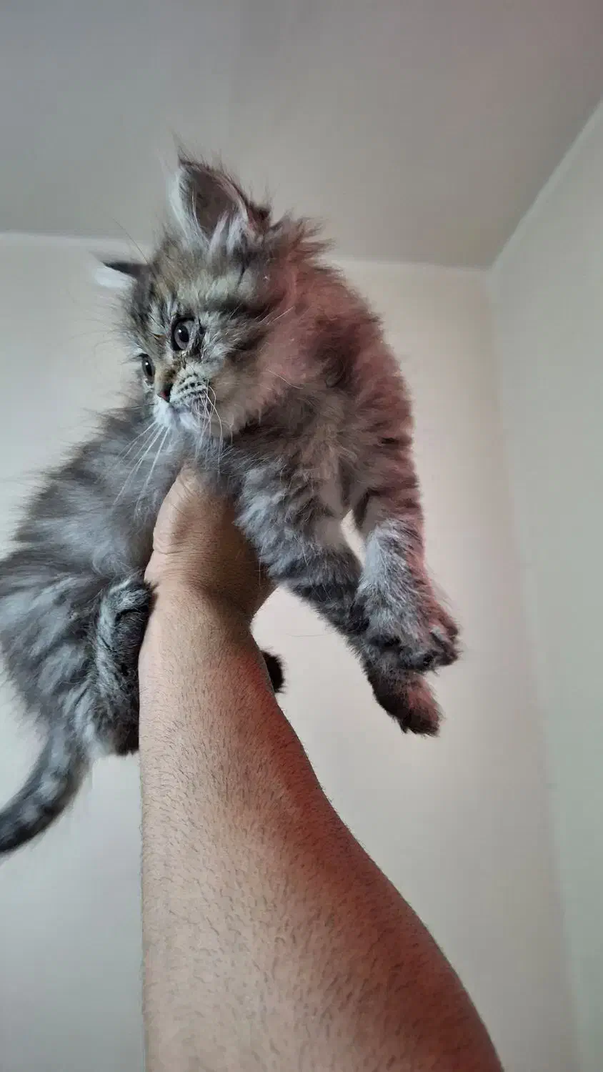 گربه اسکاتیش|گربه|آبادان, |دیوار