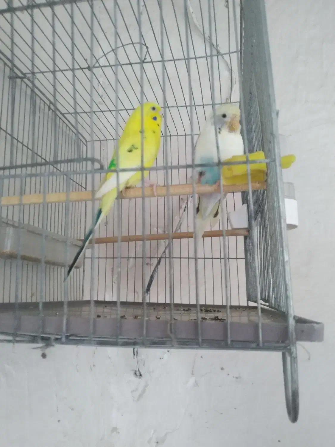 مرغ.عشق.۲۵۰۰۰۰|پرنده|ضیاء آباد, |دیوار