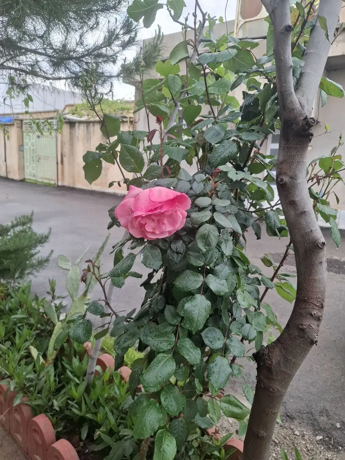 طلا|جواهرات|کوهدشت, |دیوار