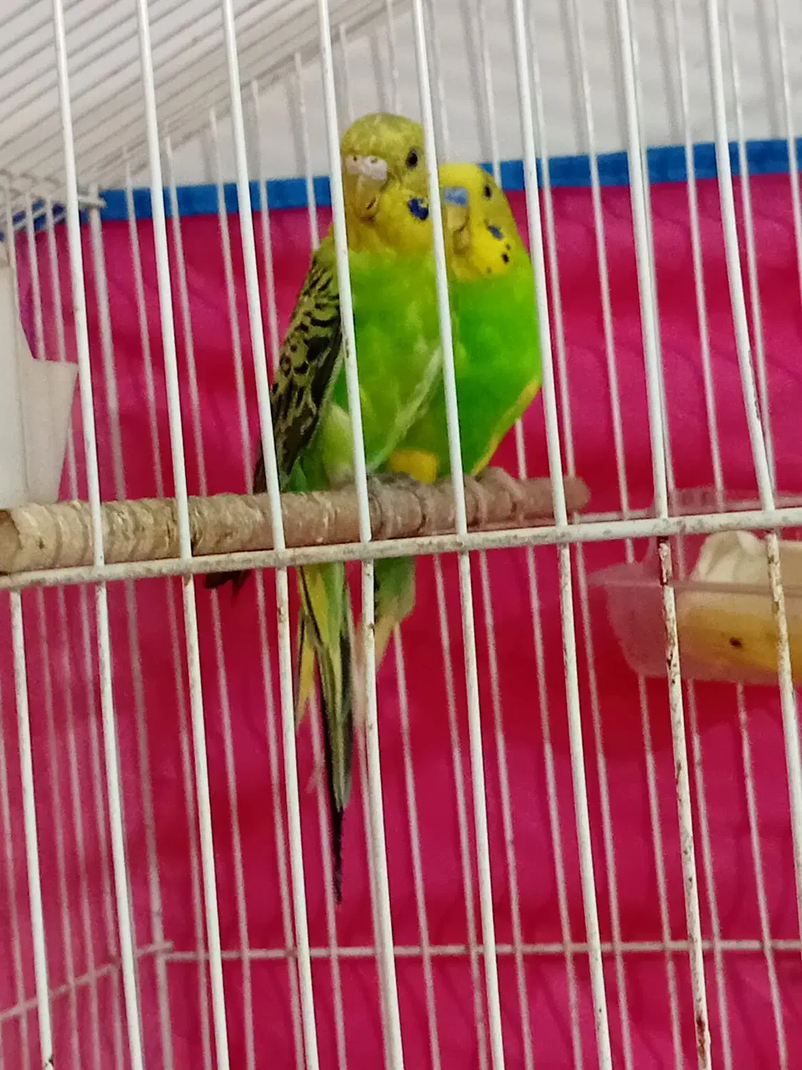 یه جفت مرغ عشق مولد  معاوضه با کفتر|پرنده|قزوین, |دیوار