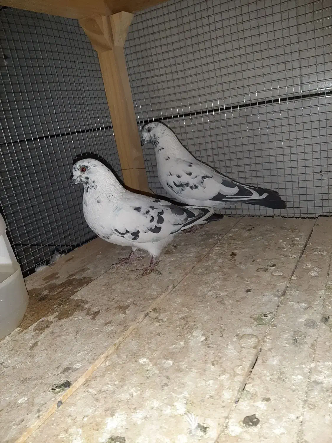 کبوتر|پرنده|داران, |دیوار