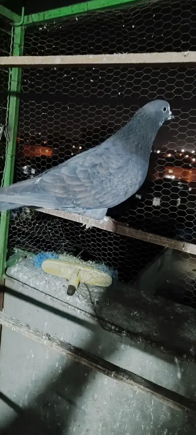 کبوتر|پرنده|بندر ترکمن, |دیوار